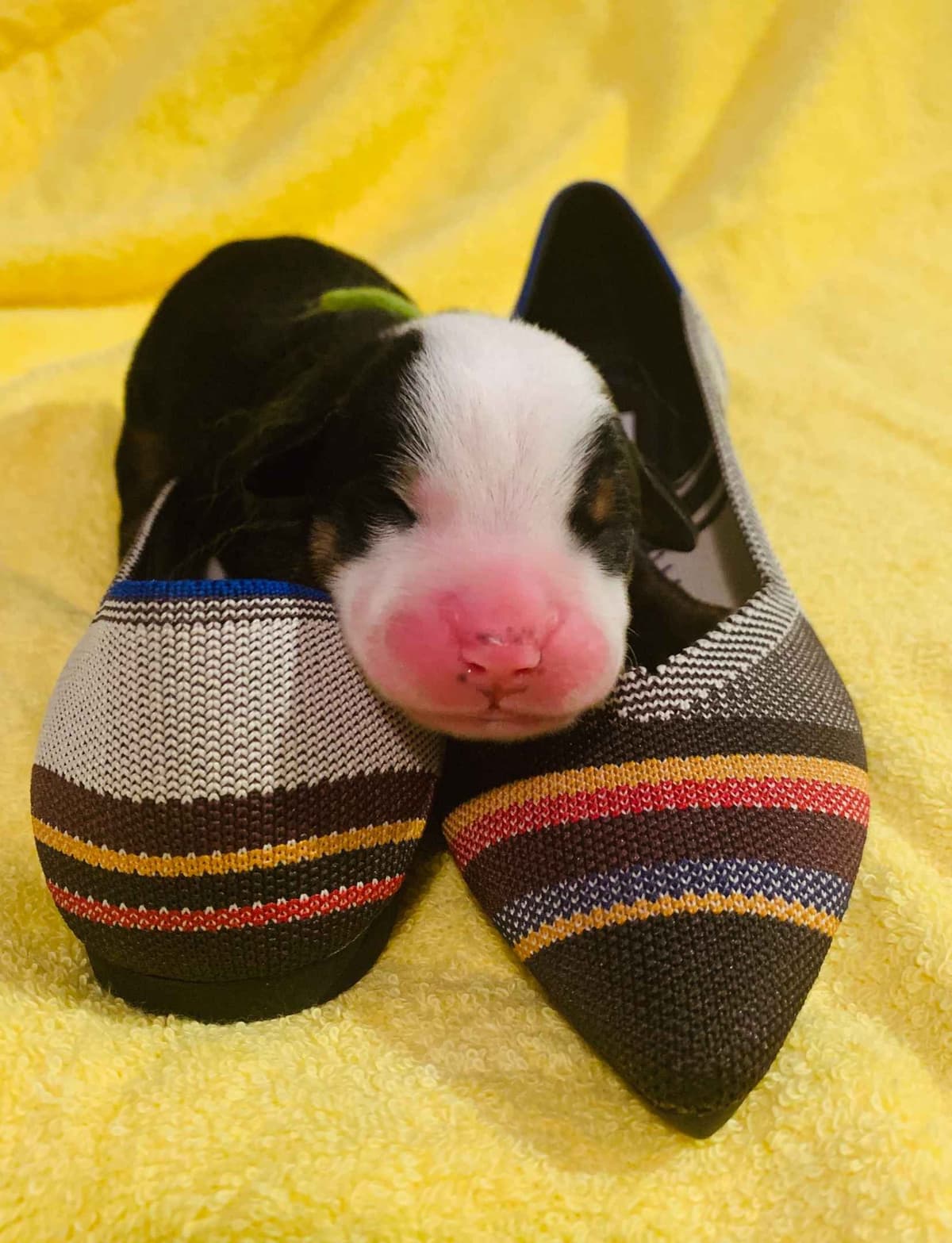 Greater Swiss Puppies raised on advanced training and socialization breeder image 28