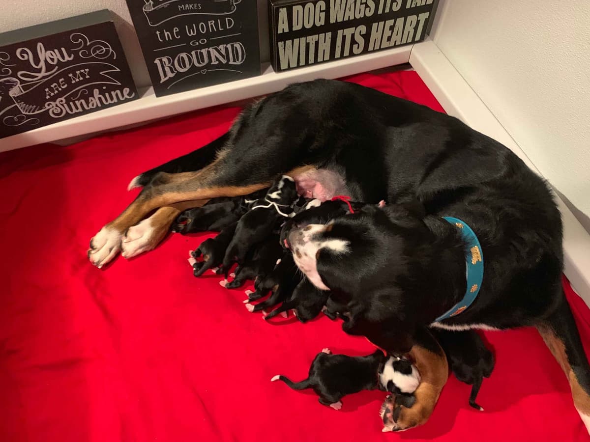 Greater Swiss Puppies raised on advanced training and socialization breeder image 29