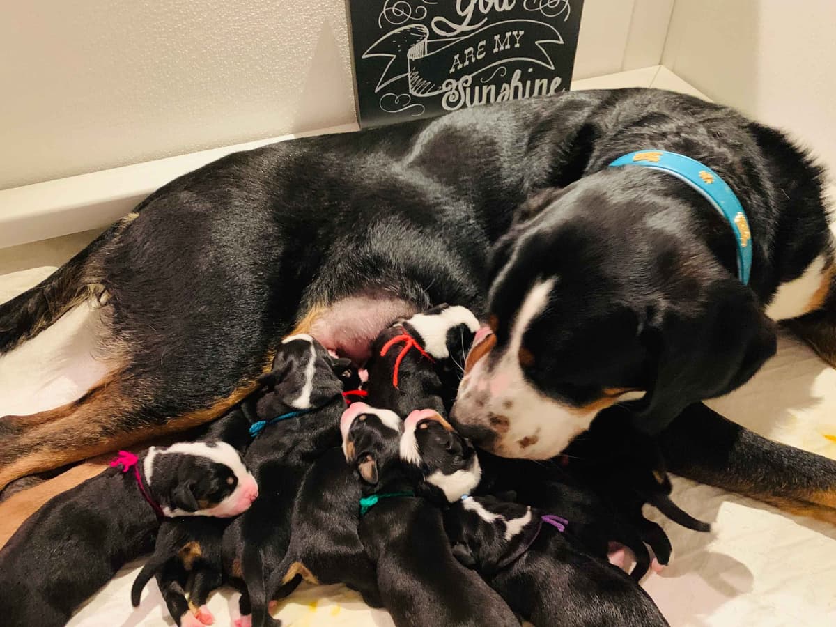 Greater Swiss Puppies raised on advanced training and socialization breeder image 4