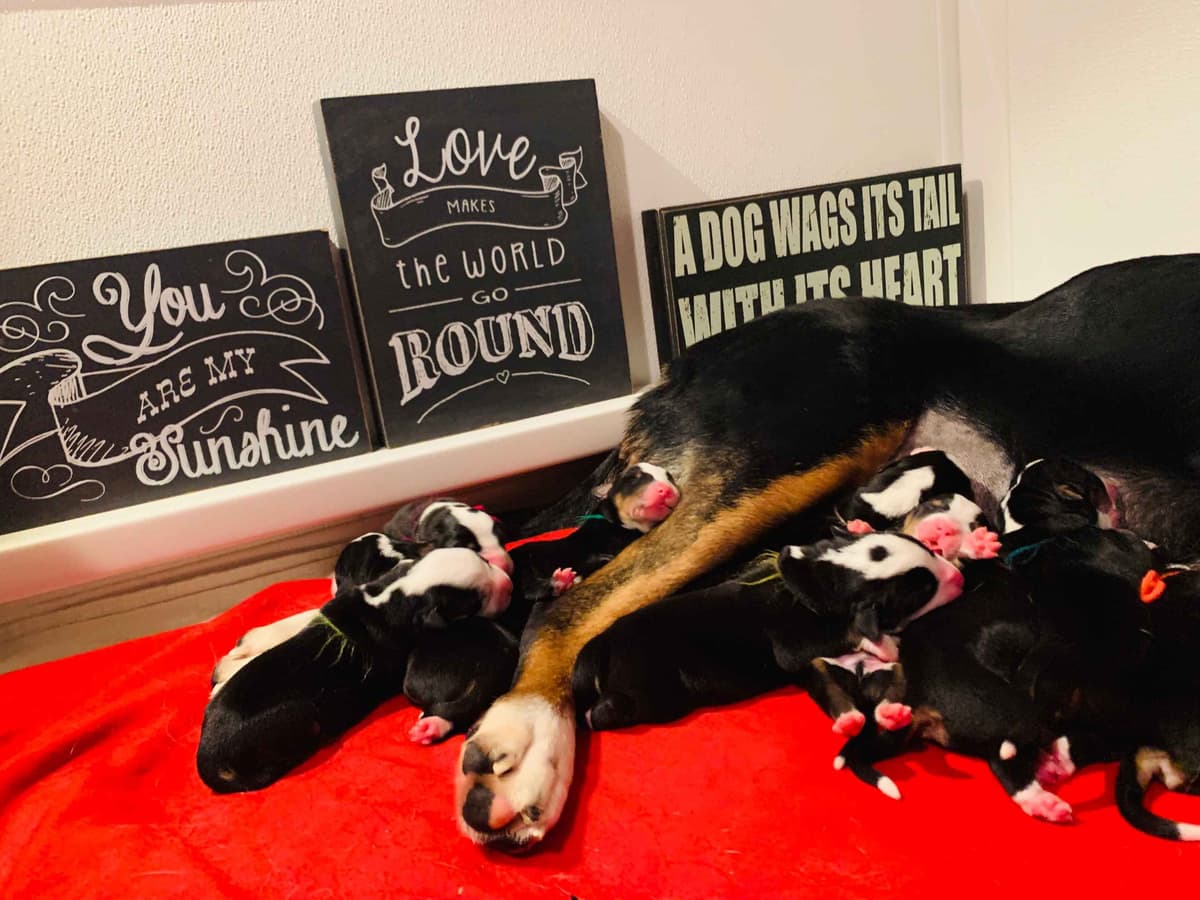Greater Swiss Puppies raised on advanced training and socialization breeder image 31