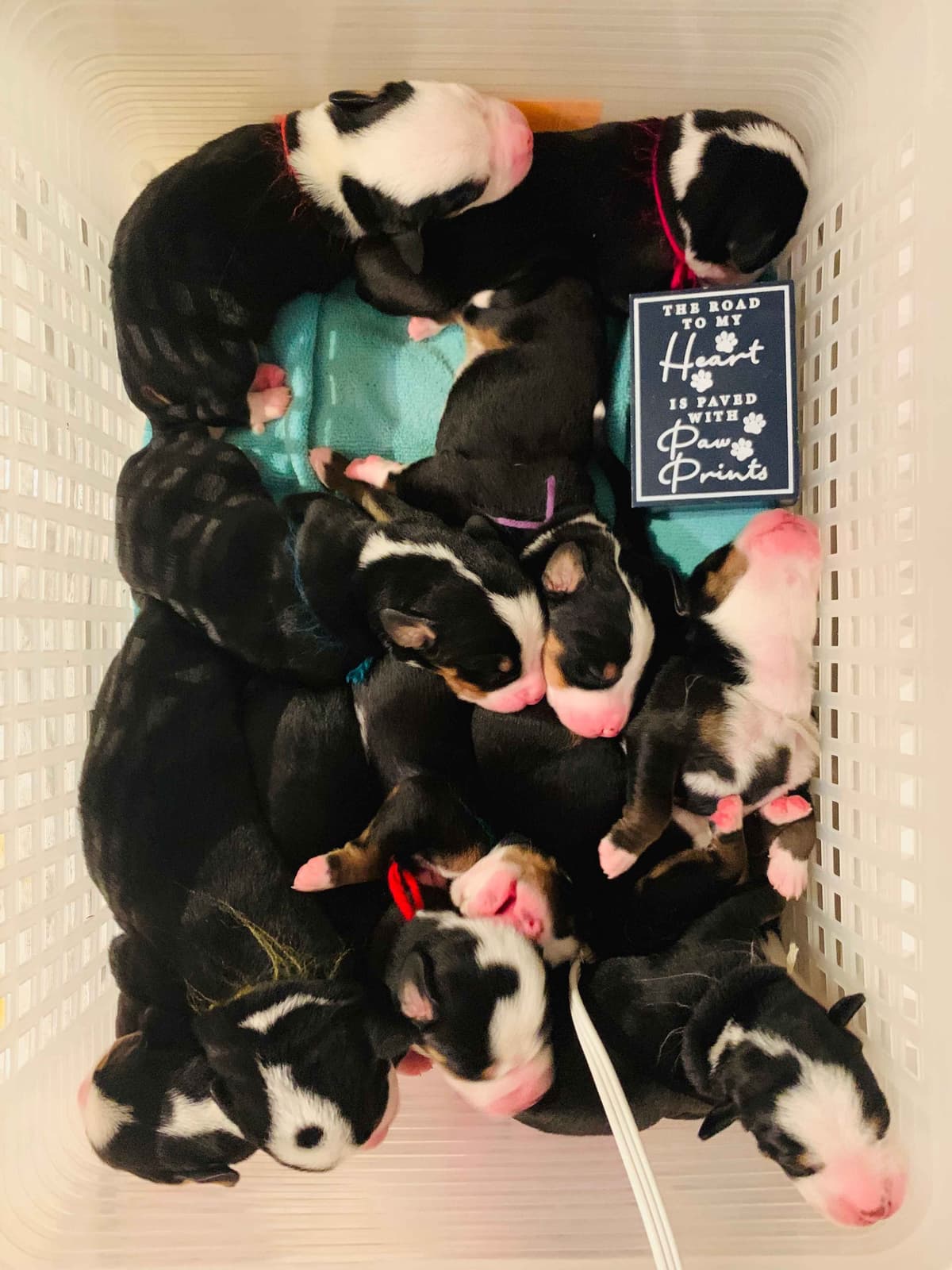 Greater Swiss Puppies raised on advanced training and socialization breeder image 32