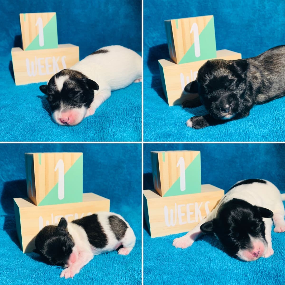 Greater Swiss Puppies raised on advanced training and socialization breeder image 33