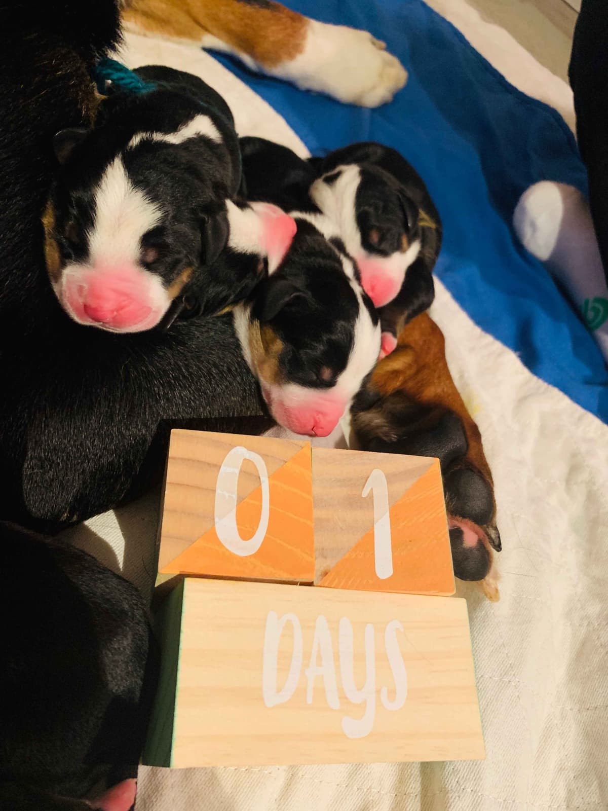 Greater Swiss Puppies raised on advanced training and socialization breeder image 35