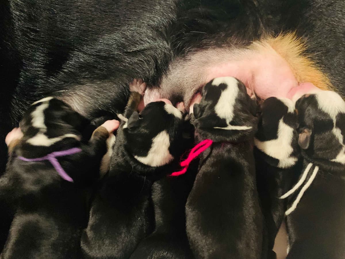 Greater Swiss Puppies raised on advanced training and socialization breeder image 36
