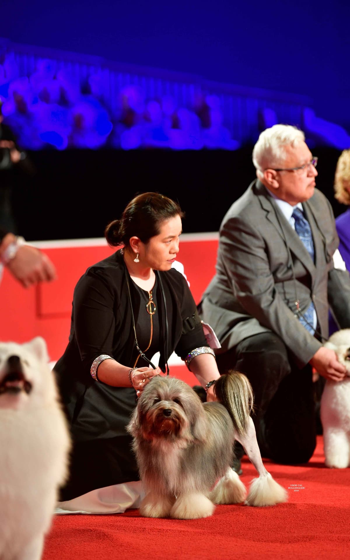 Greater Swiss Puppies raised on advanced training and socialization breeder image 39