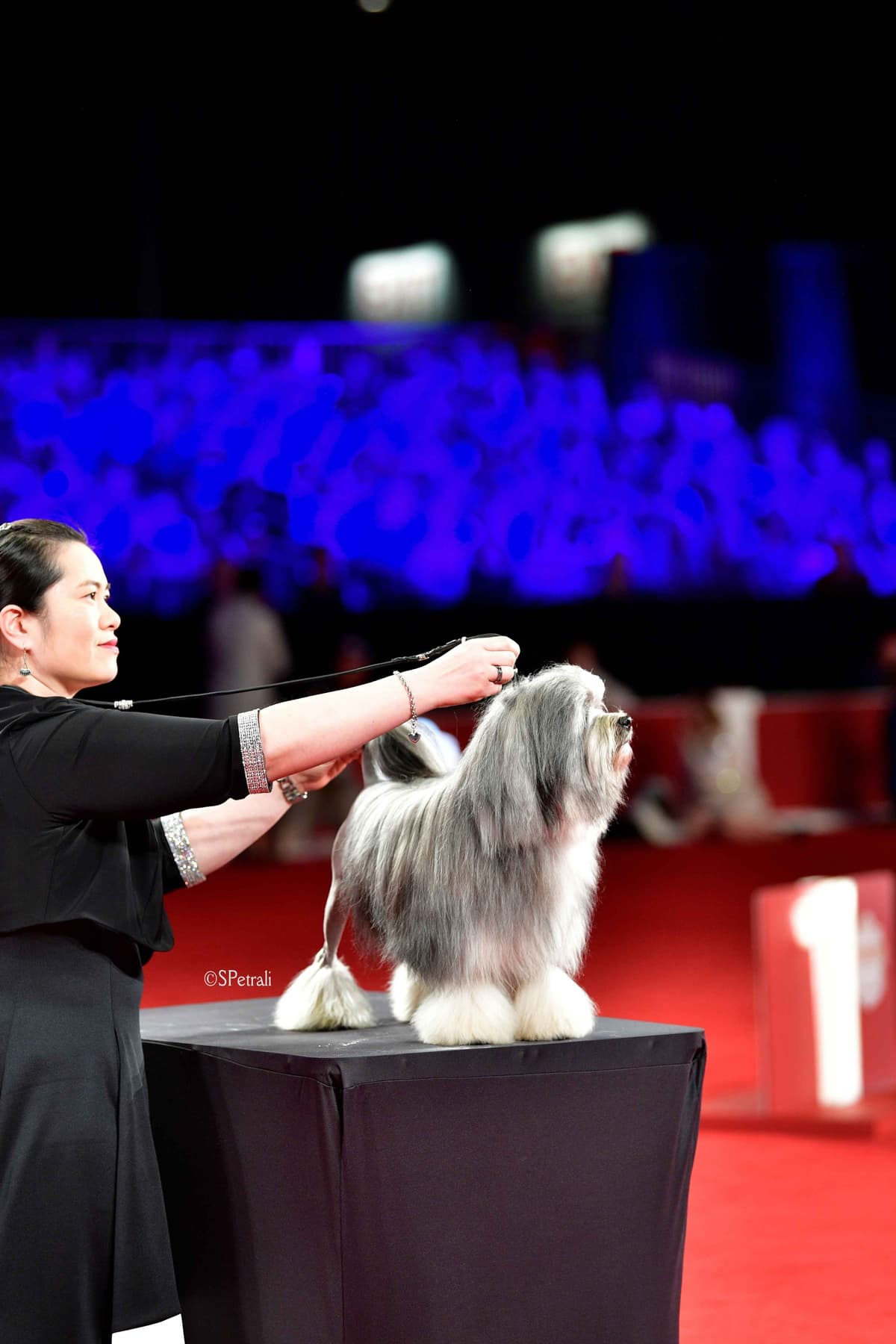 Greater Swiss Puppies raised on advanced training and socialization breeder image 38
