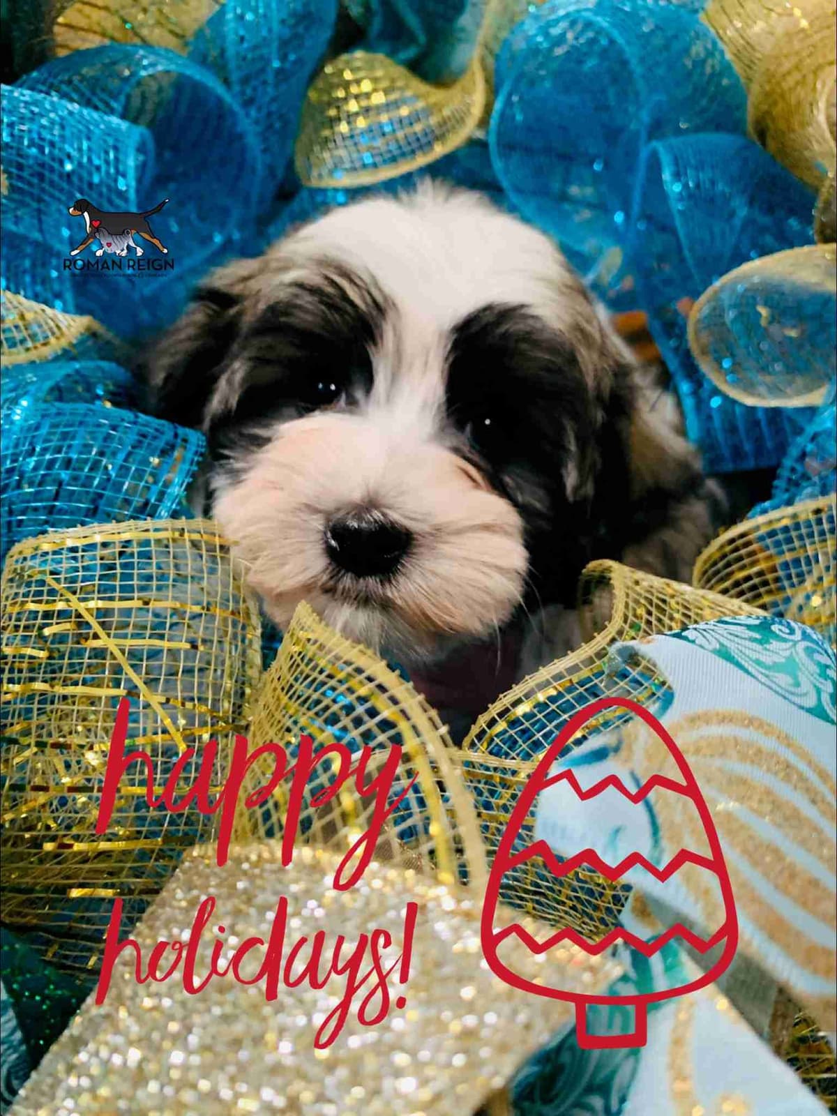 Greater Swiss Puppies raised on advanced training and socialization breeder image 43