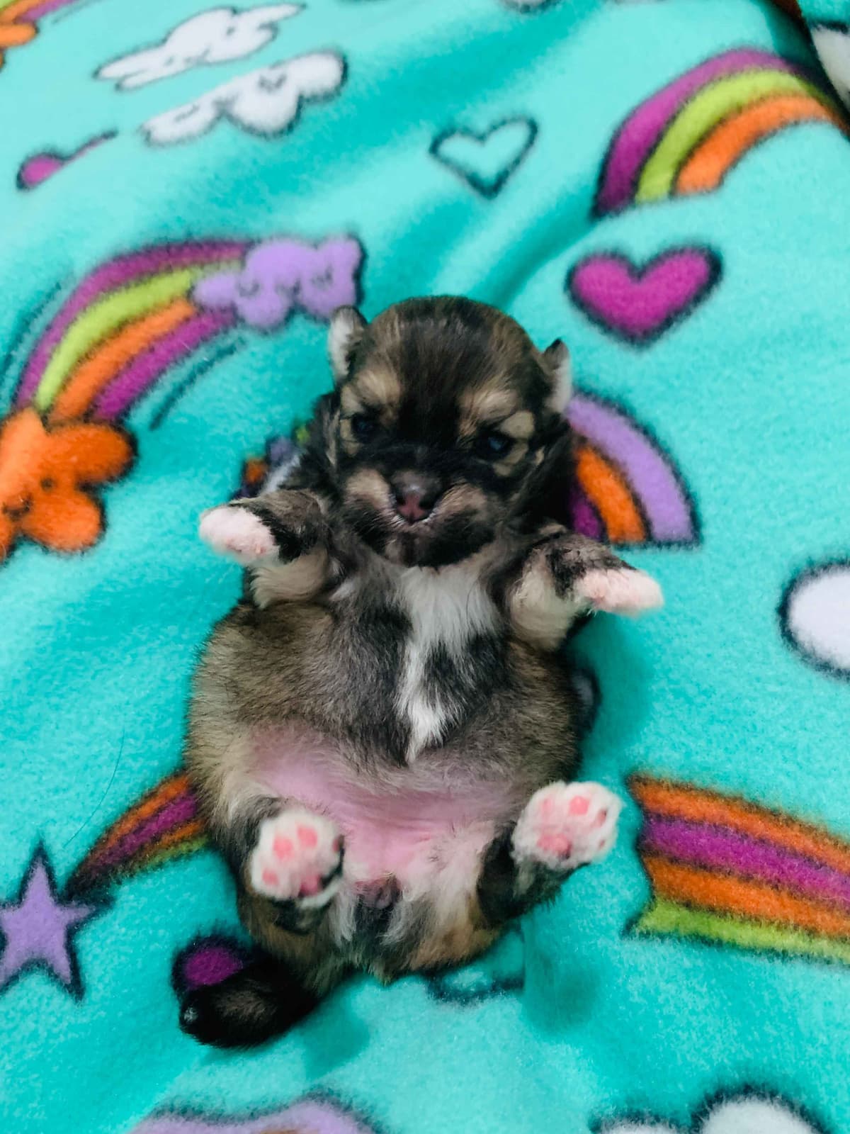 Greater Swiss Puppies raised on advanced training and socialization breeder image 45