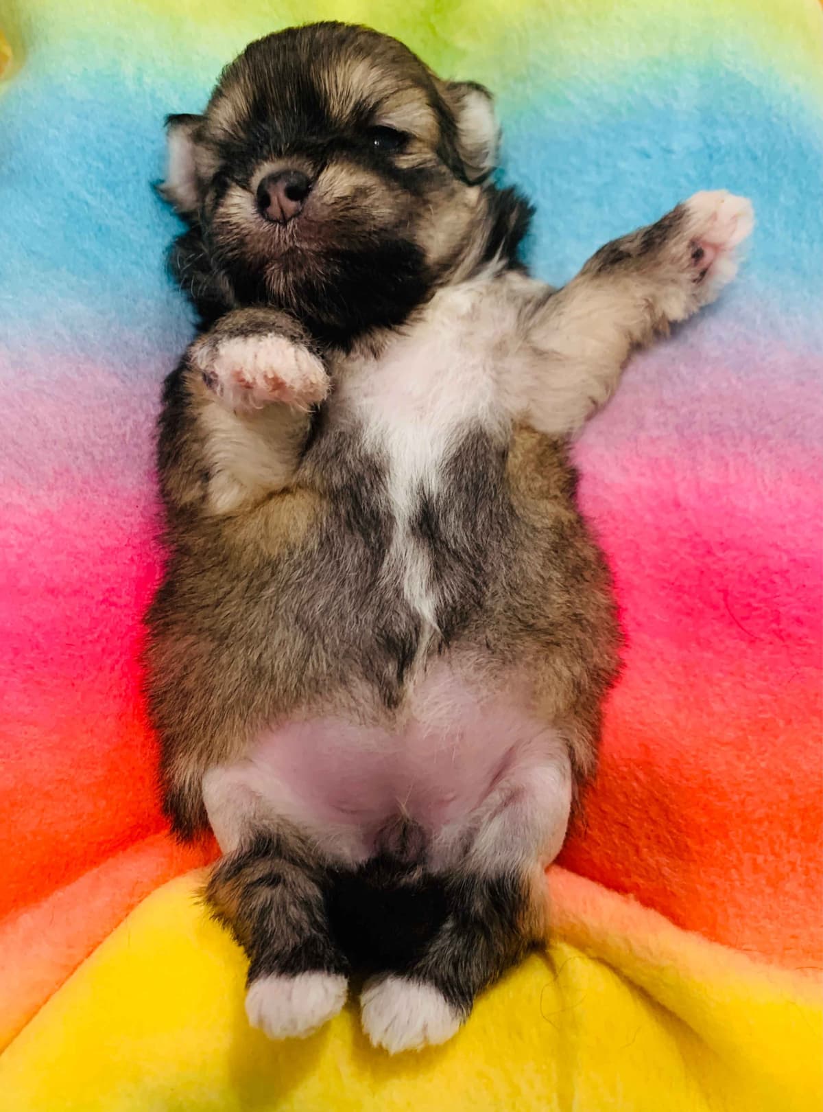Greater Swiss Puppies raised on advanced training and socialization breeder image 46