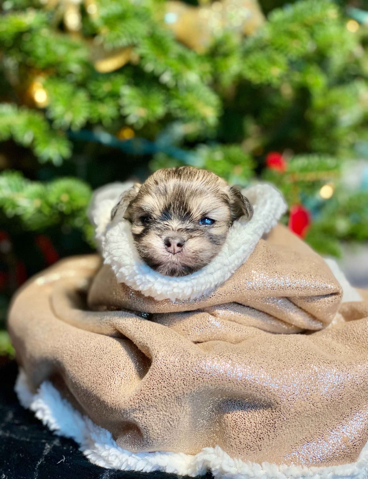 Greater Swiss Puppies raised on advanced training and socialization breeder image 49