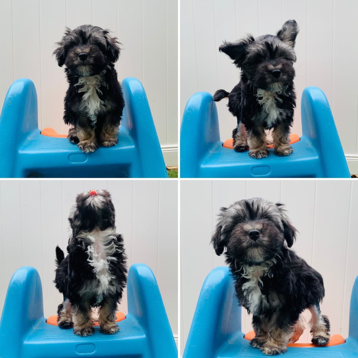 Greater Swiss Puppies raised on advanced training and socialization breeder image 52
