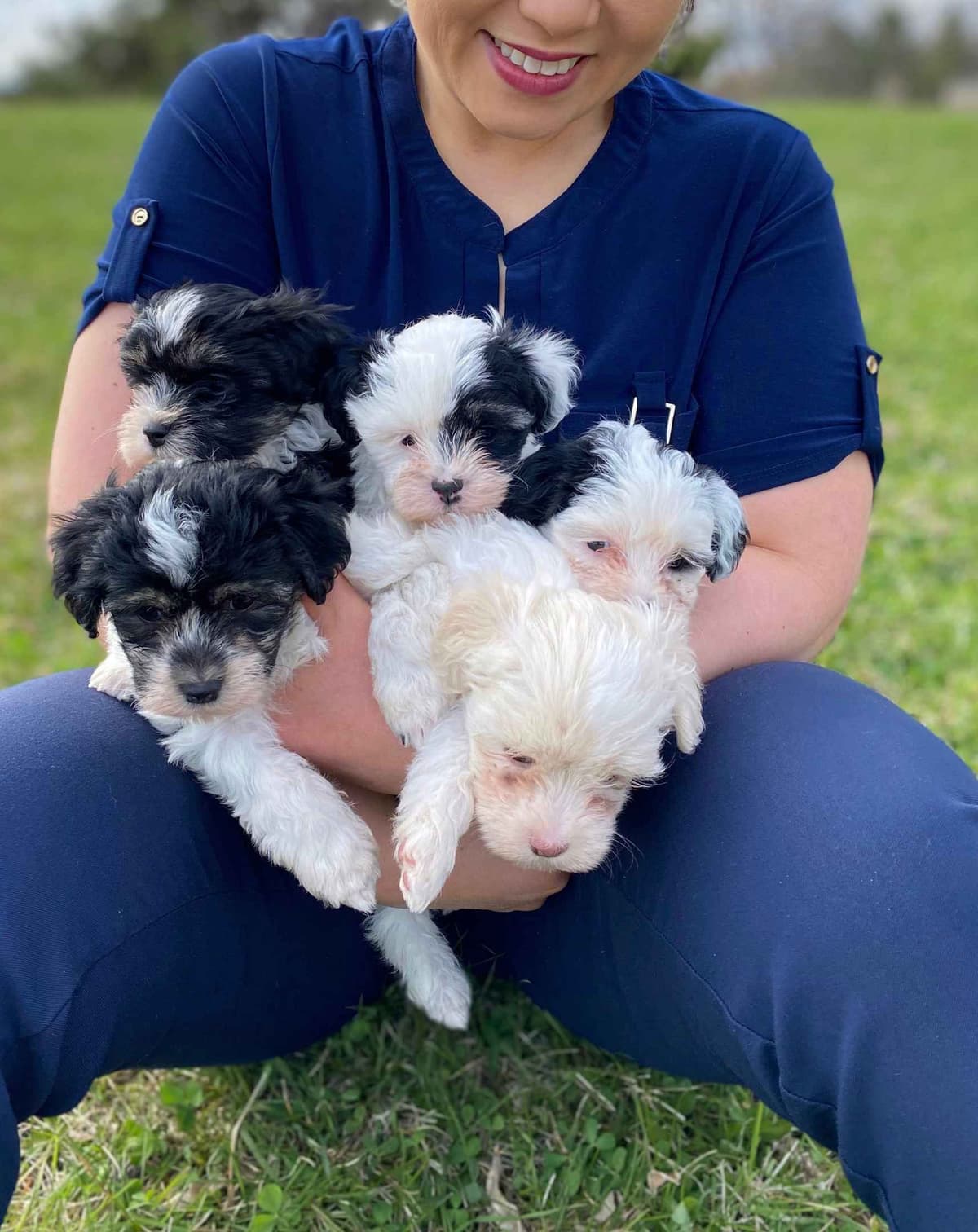 Greater Swiss Puppies raised on advanced training and socialization breeder image 54