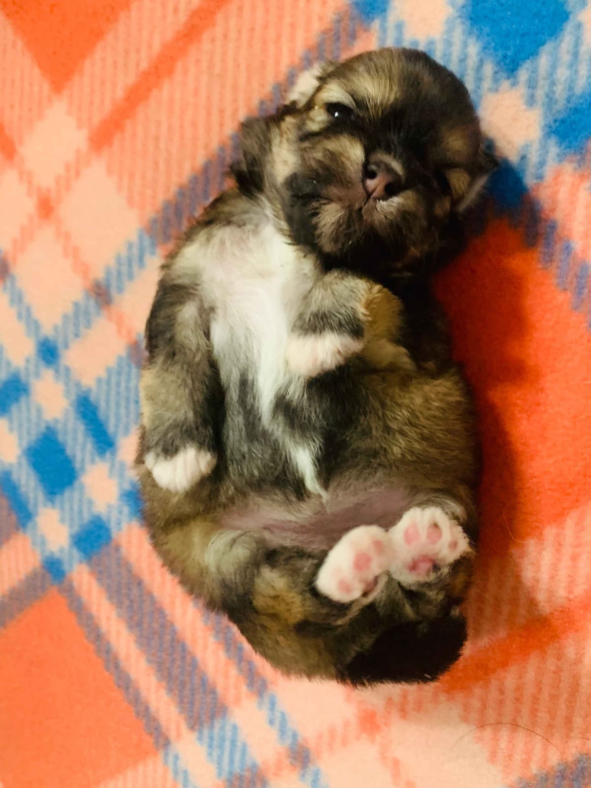 Greater Swiss Puppies raised on advanced training and socialization breeder image 58