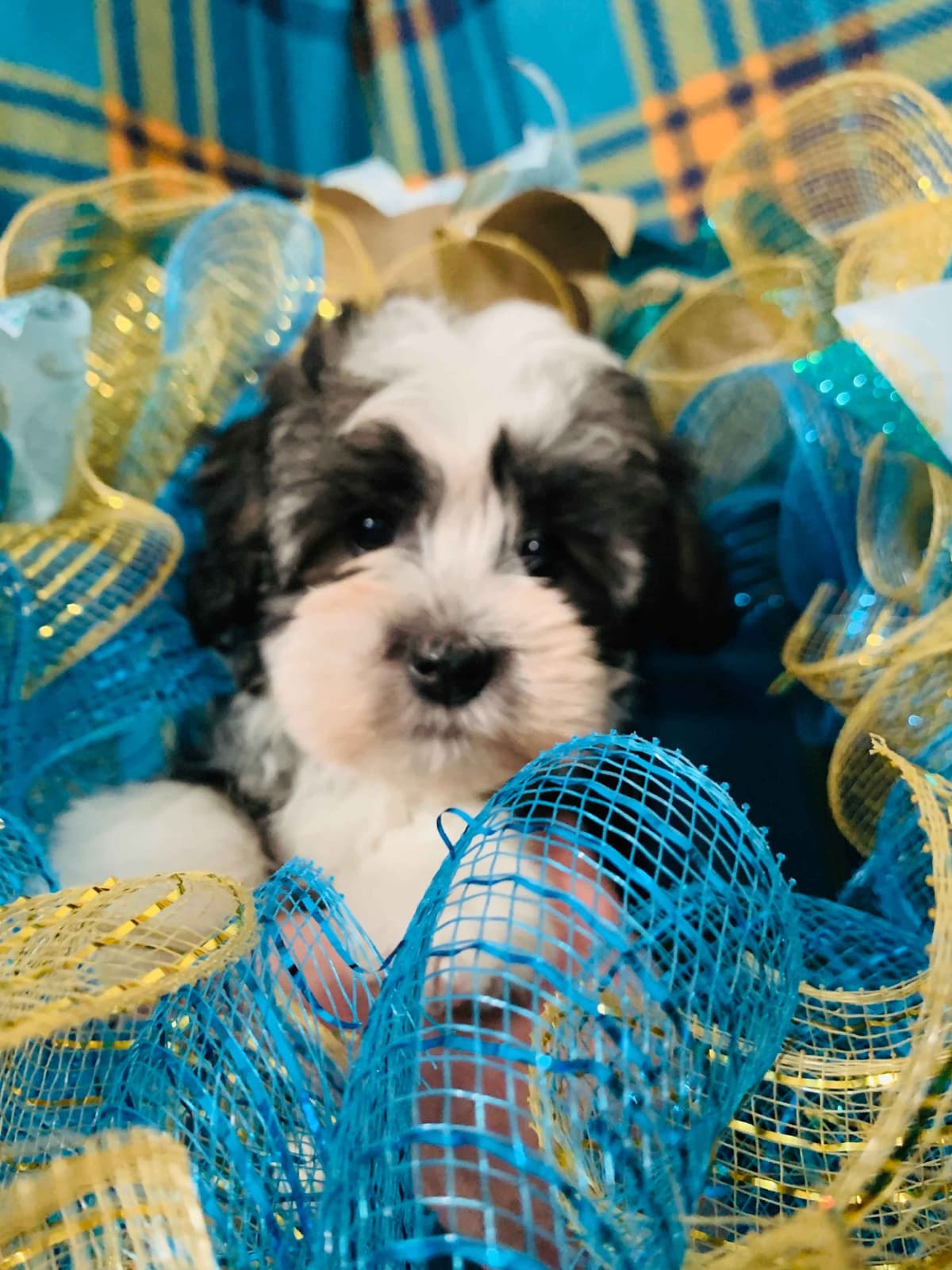 Greater Swiss Puppies raised on advanced training and socialization breeder image 60
