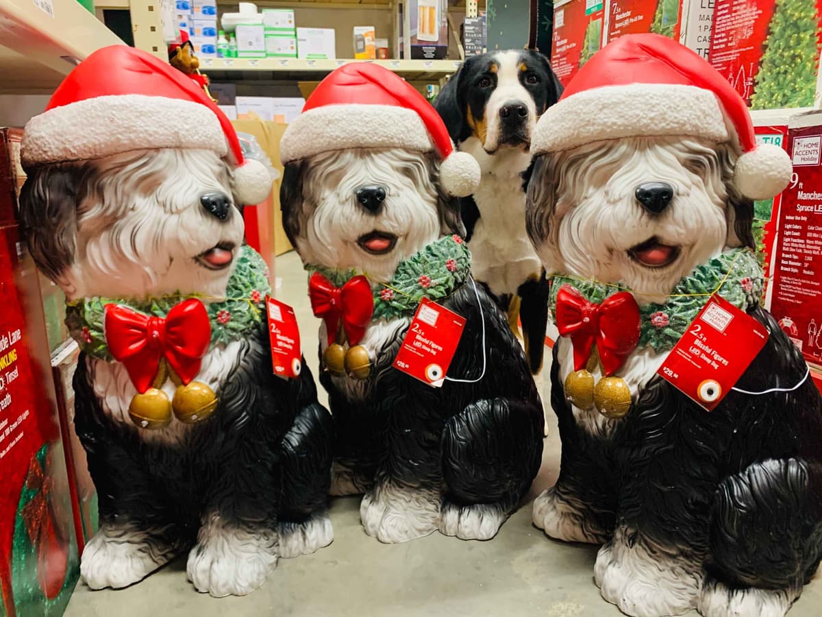 Greater Swiss Puppies raised on advanced training and socialization breeder image 62
