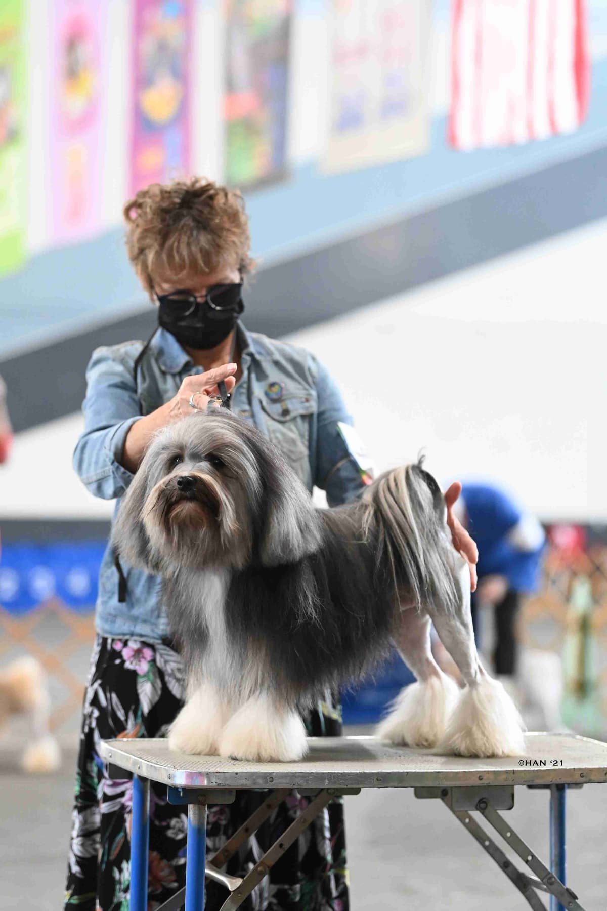 Greater Swiss Puppies raised on advanced training and socialization breeder image 63