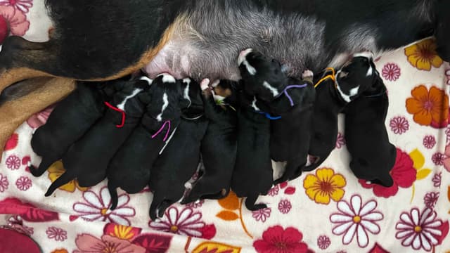 Greater Swiss Puppies raised on advanced training and socialization media 3
