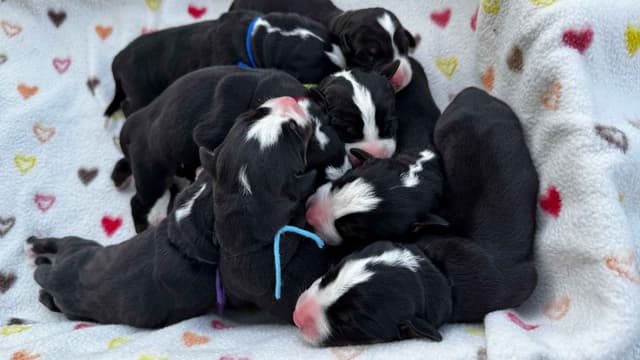 Greater Swiss Puppies raised on advanced training and socialization media 4