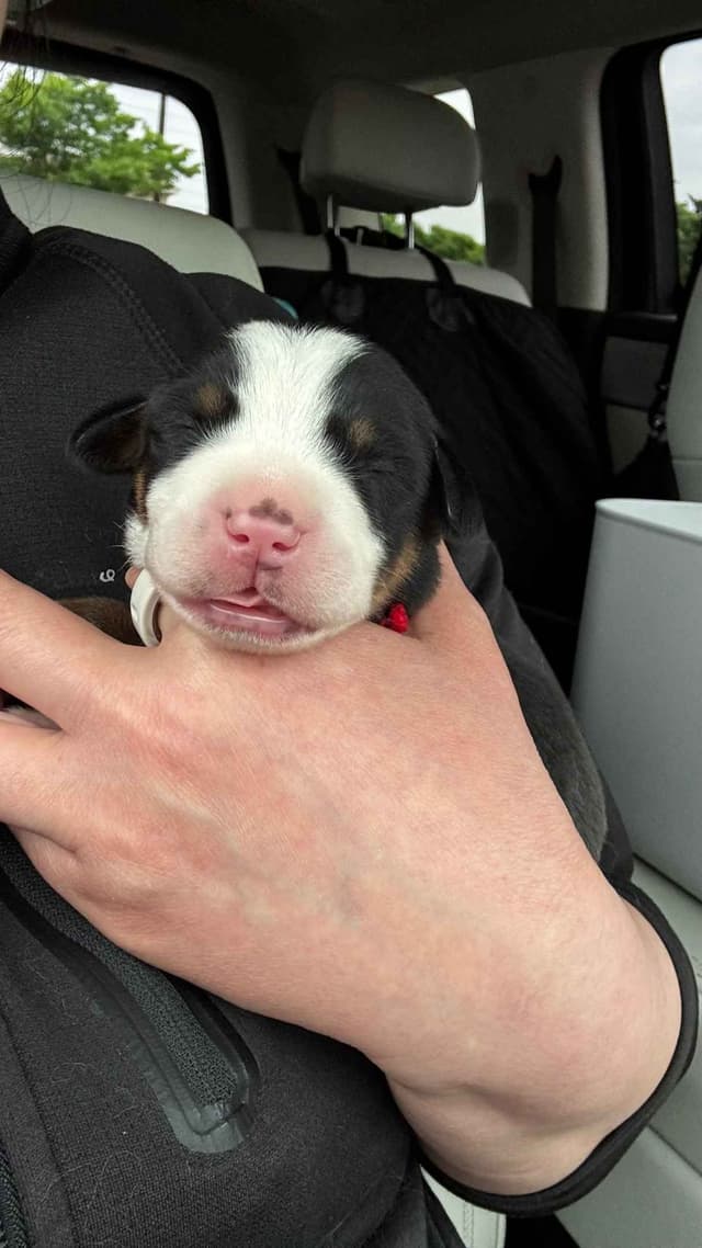 Greater Swiss Puppies raised on advanced training and socialization media 7