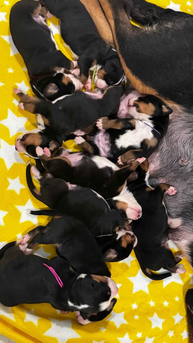 Greater Swiss Puppies raised on advanced training and socialization media 8