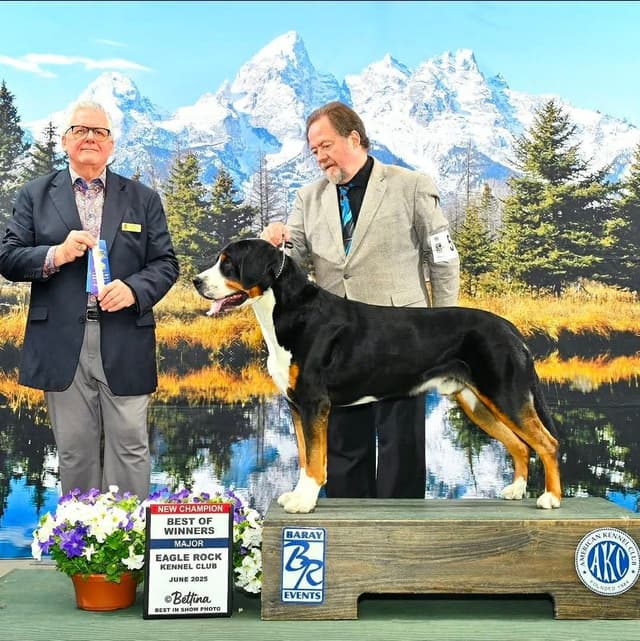 Greater Swiss Puppies raised on advanced training and socialization media 6