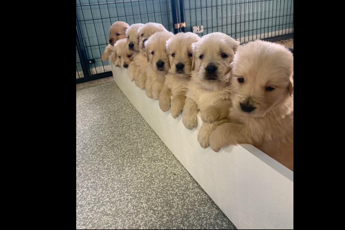 Golden Retriever Puppies breeder image 2