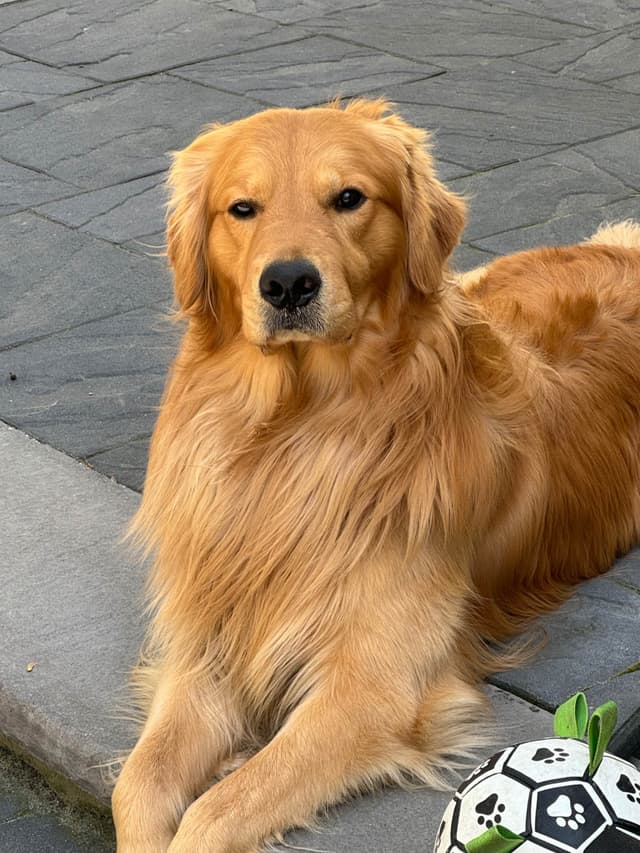 Golden Retriever Puppies media 2