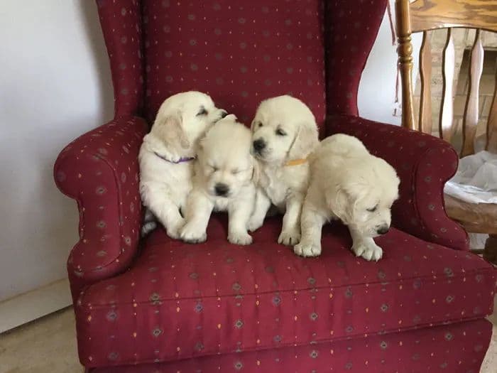 Golden Retriever Puppies breeder image 1