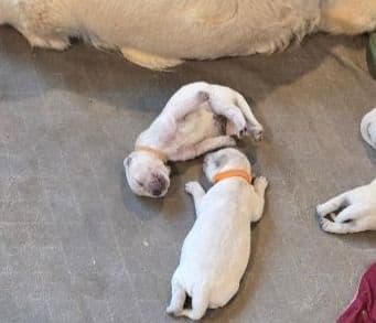 Golden Retriever Puppies media 3
