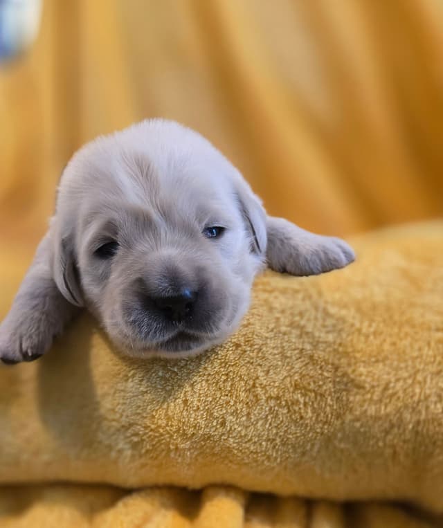 Golden Retriever Puppies media 5