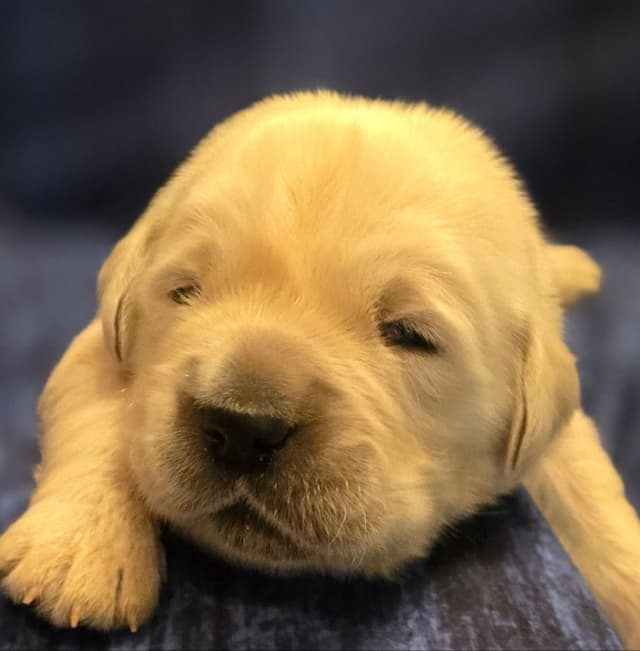 Golden Retriever Puppies media 4