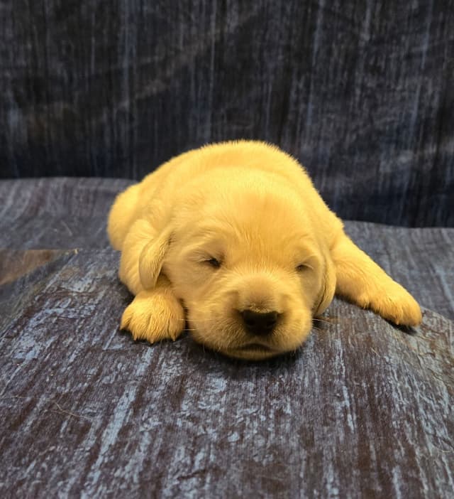 Golden Retriever Puppies media 6