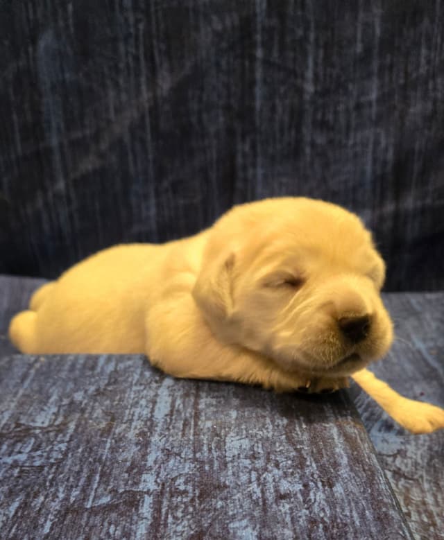 Golden Retriever Puppies media 8