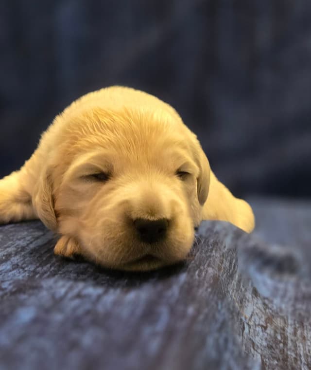 Golden Retriever Puppies media 10
