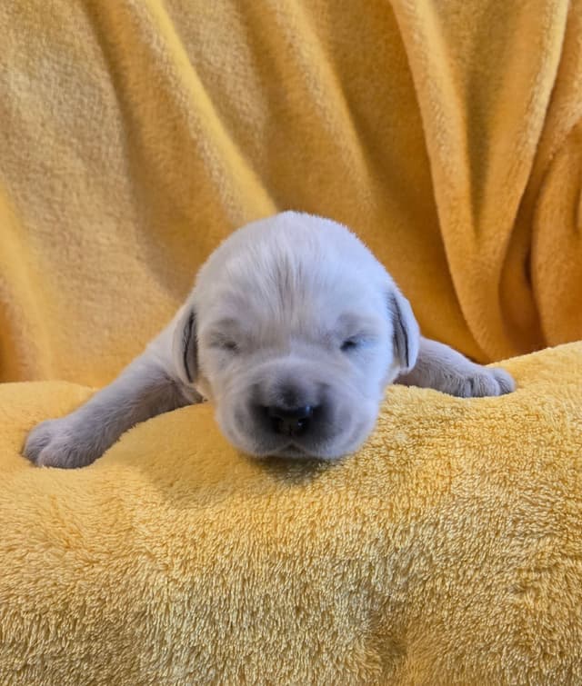 Golden Retriever Puppies media 11