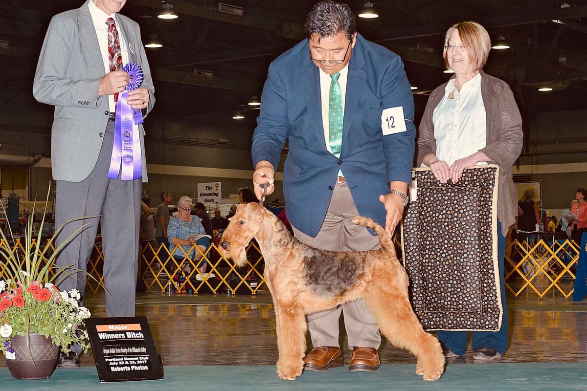 Airedale Terrier Puppies breeder image 1