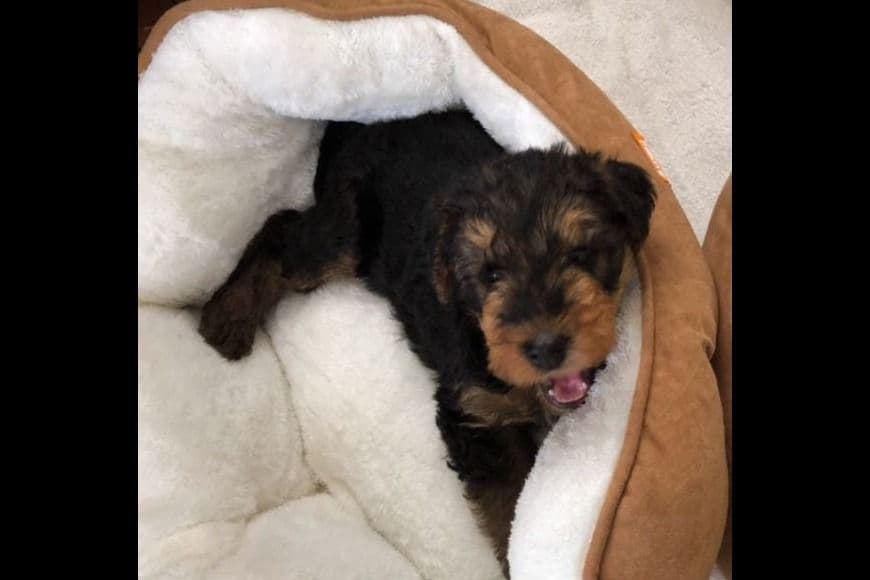 Airedale Terrier Puppies breeder image 4