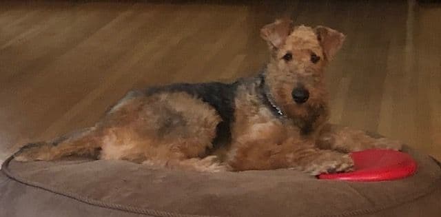 Airedale Terrier Puppies media 2