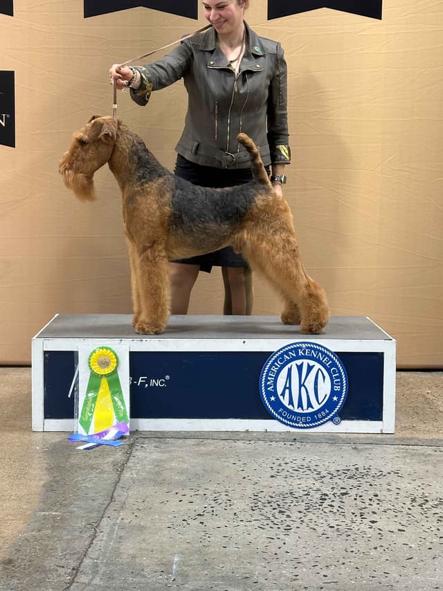 Airedale Terrier Puppies media 3