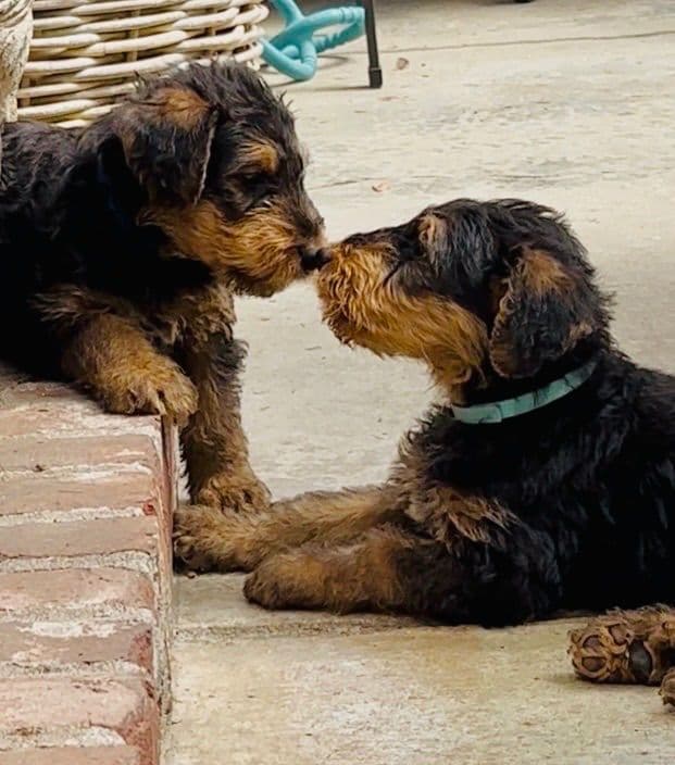 Airedale Terrier Puppies media 5