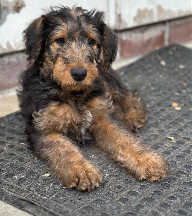 Airedale Terrier Puppies media 6