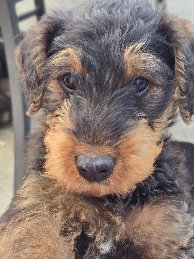 Airedale Terrier Puppies media 7