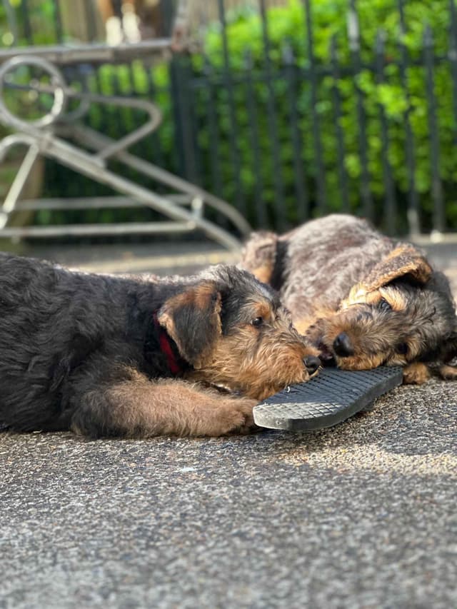 Airedale Terrier Puppies media 9