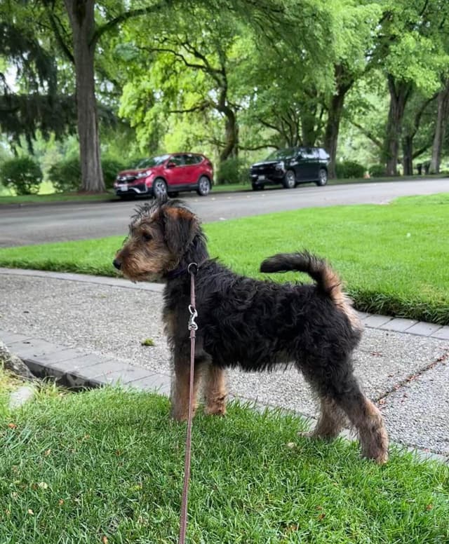Airedale Terrier Puppies media 12
