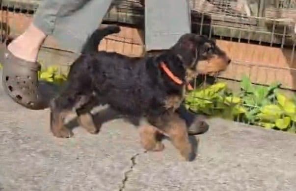 Airedale Terrier Puppies media 13