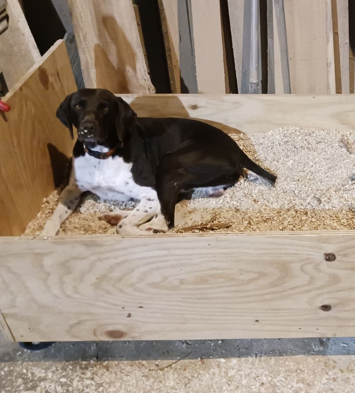 German Shorthaired Pointer Puppies (reduced) breeder image 2