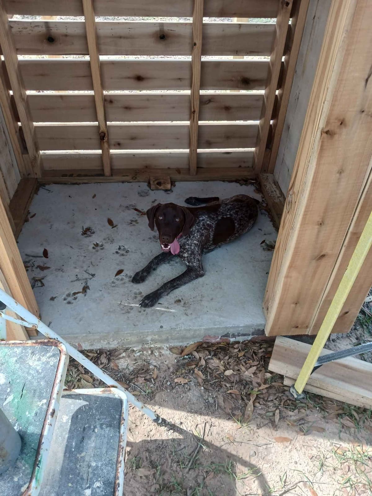 German Shorthaired Pointer Puppies (reduced) breeder image 3