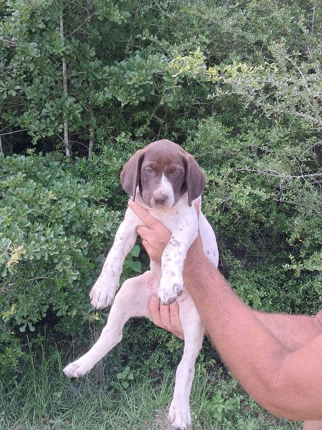 German Shorthaired Pointer Puppies (reduced) media 2