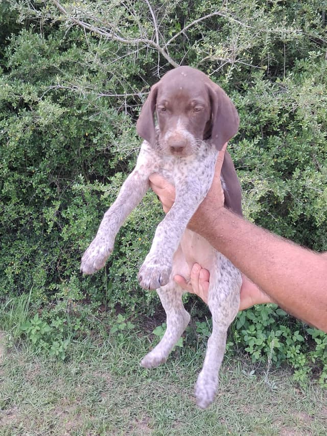 German Shorthaired Pointer Puppies (reduced) media 3