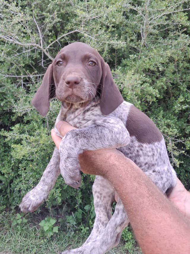 German Shorthaired Pointer Puppies (reduced) media 4